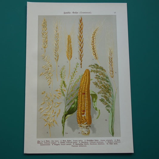 GRANEN botanische prent Graan Tarwe Mais originele antieke oude illustratie uit 1911 botanie prenten