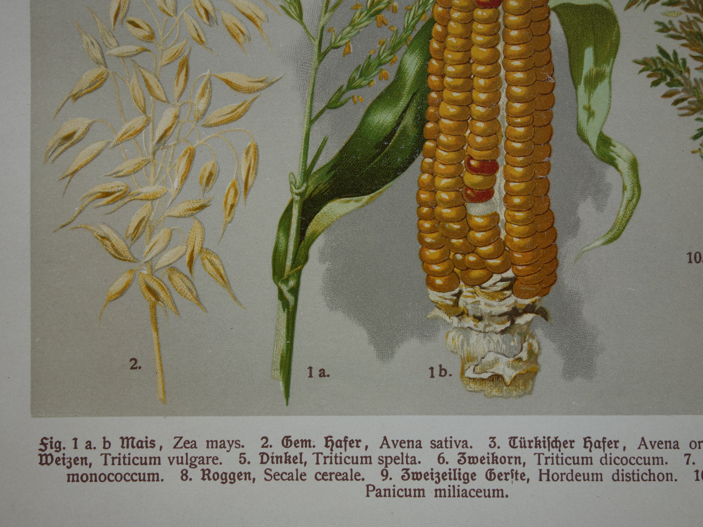 GRANEN botanische prent Graan Tarwe Mais originele antieke oude illustratie uit 1911 botanie prenten