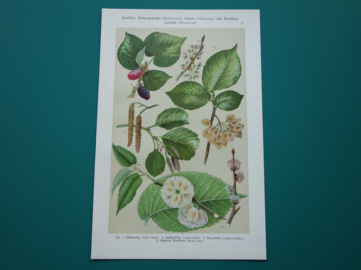 Oude botanische prent van Zwarte Moerbei originele oude illustratie Witte Els Ruwe Iep antieke botanie prenten