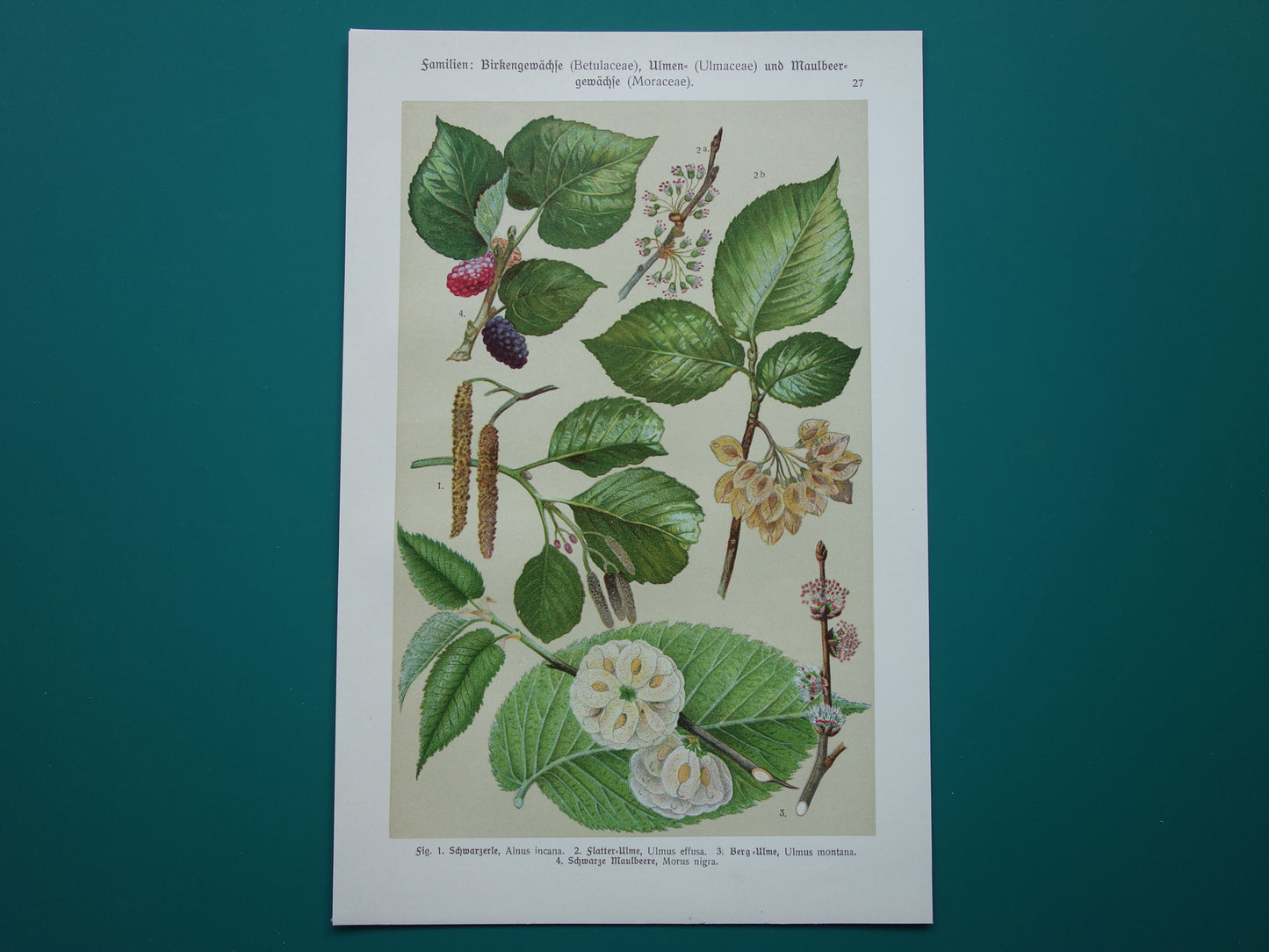 Oude botanische prent van Zwarte Moerbei originele oude illustratie Witte Els Ruwe Iep antieke botanie prenten