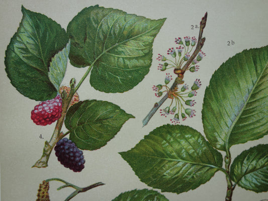 Oude botanische prent van Zwarte Moerbei originele oude illustratie Witte Els Ruwe Iep antieke botanie prenten