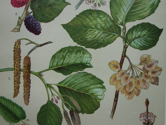 Oude botanische prent van Zwarte Moerbei originele oude illustratie Witte Els Ruwe Iep antieke botanie prenten