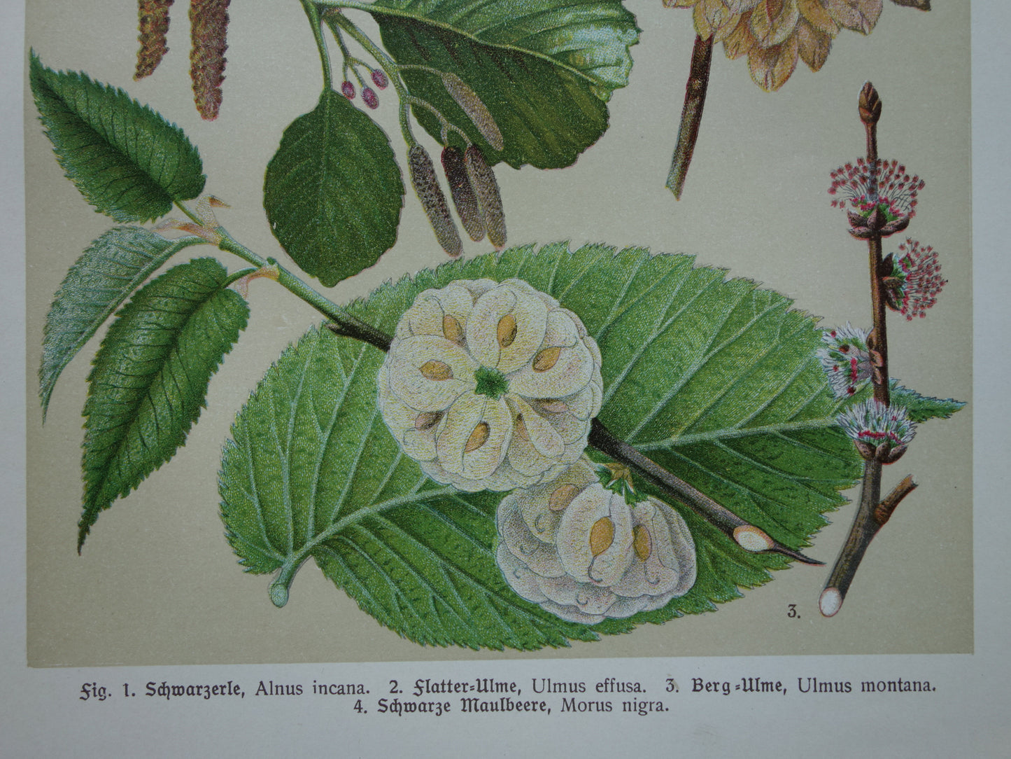 Oude botanische prent van Zwarte Moerbei originele oude illustratie Witte Els Ruwe Iep antieke botanie prenten