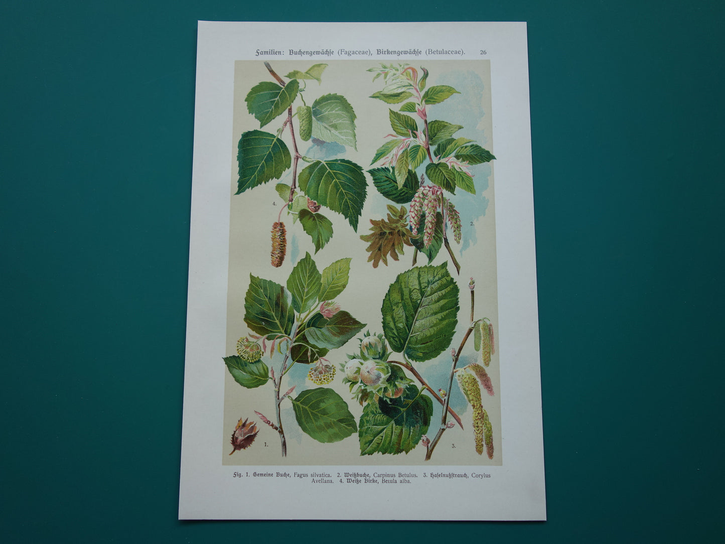 Beuk Berk Hazelaar Oude botanische prent Bladeren Vruchten originele oude illustratie Haagbeuk antieke botanie prenten