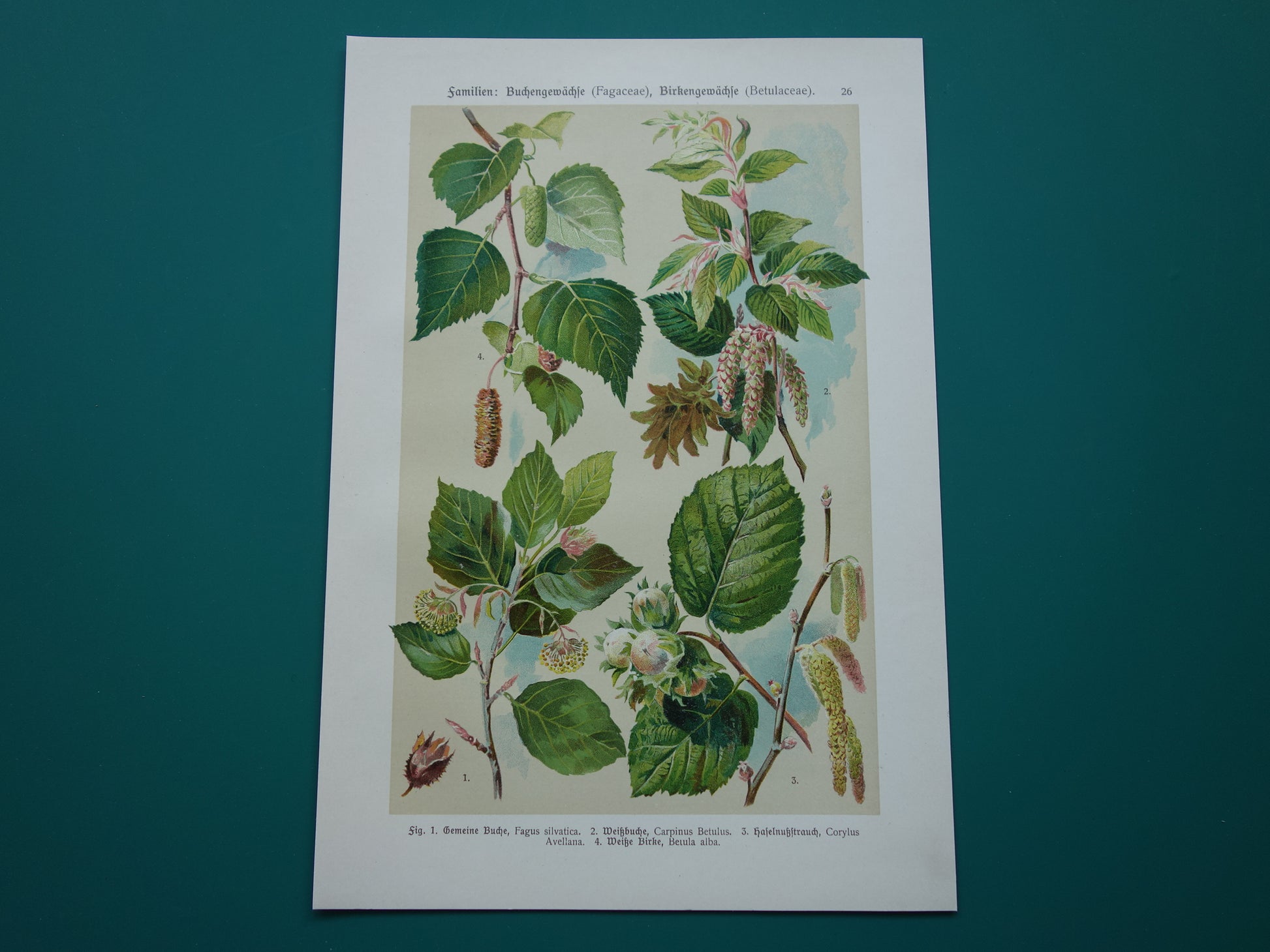 Beuk Berk Hazelaar Oude botanische prent Bladeren Vruchten originele oude illustratie Haagbeuk antieke botanie prenten