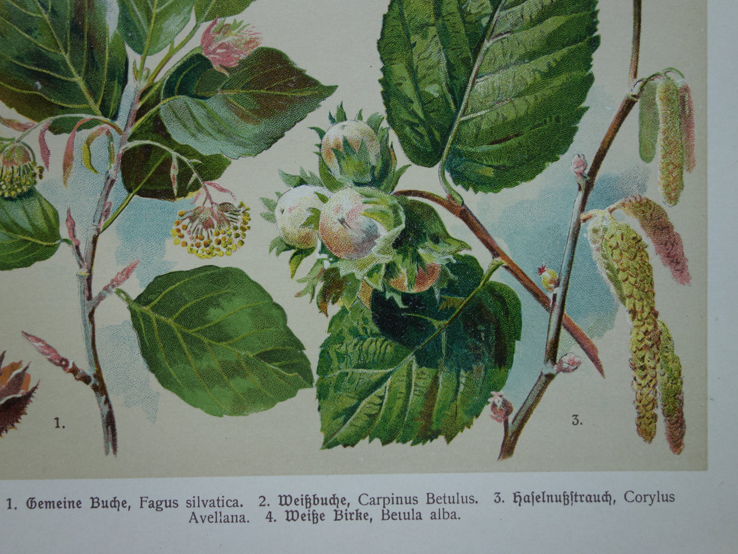 Beech Birch Hazel Old botanical print Leaves Fruits original old illustration Hornbeam antique botany prints