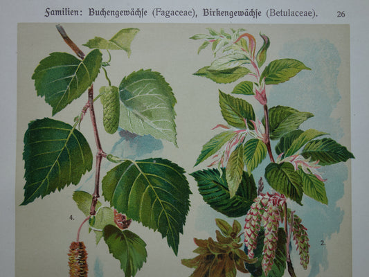 Beuk Berk Hazelaar Oude botanische prent Bladeren Vruchten originele oude illustratie Haagbeuk antieke botanie prenten
