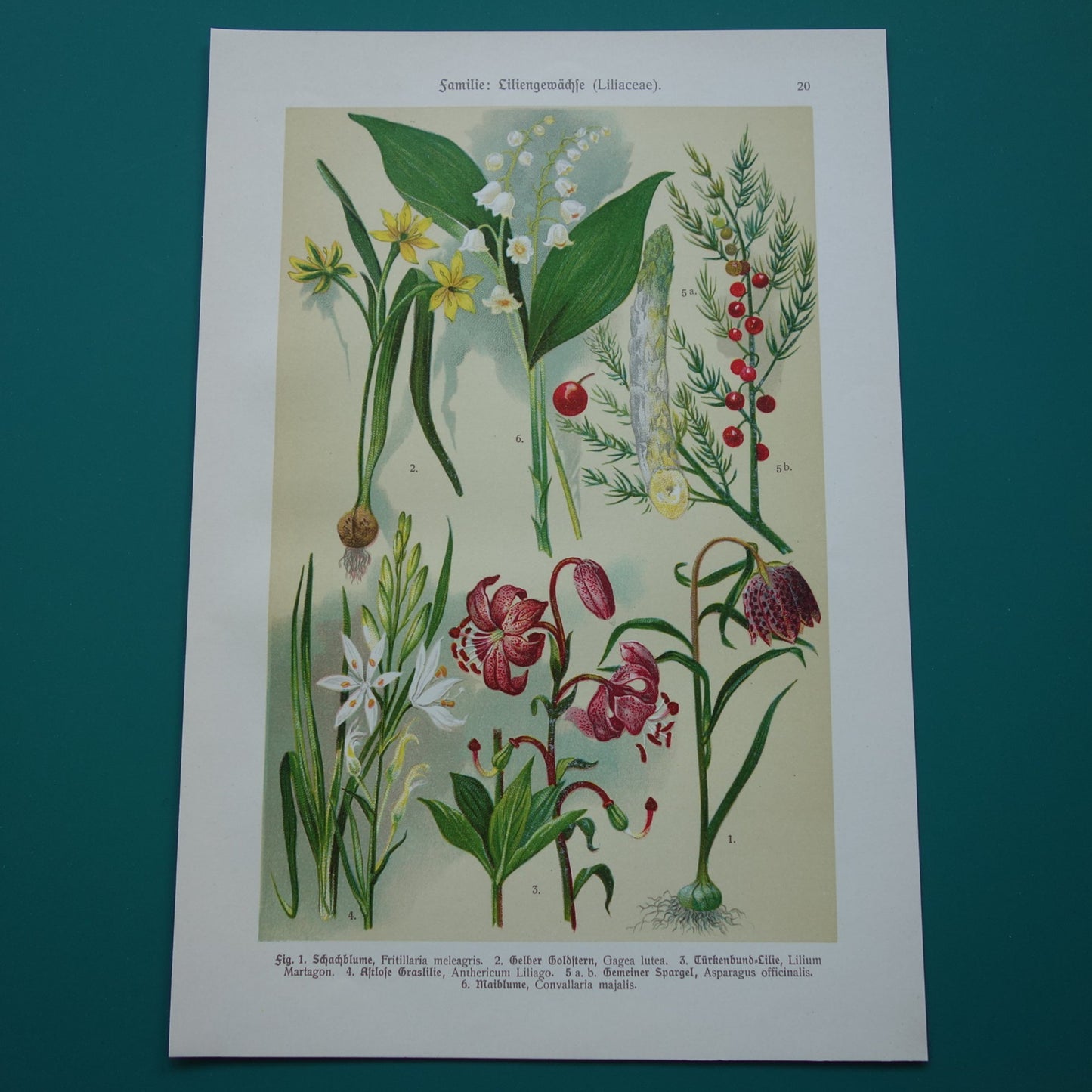 Oude botanische prent 1911 originele antieke illustratie Kievitsbloem Bosgeelster Turkse lelie Graslelie Asperge Lelietje-van-dalen botanie prenten