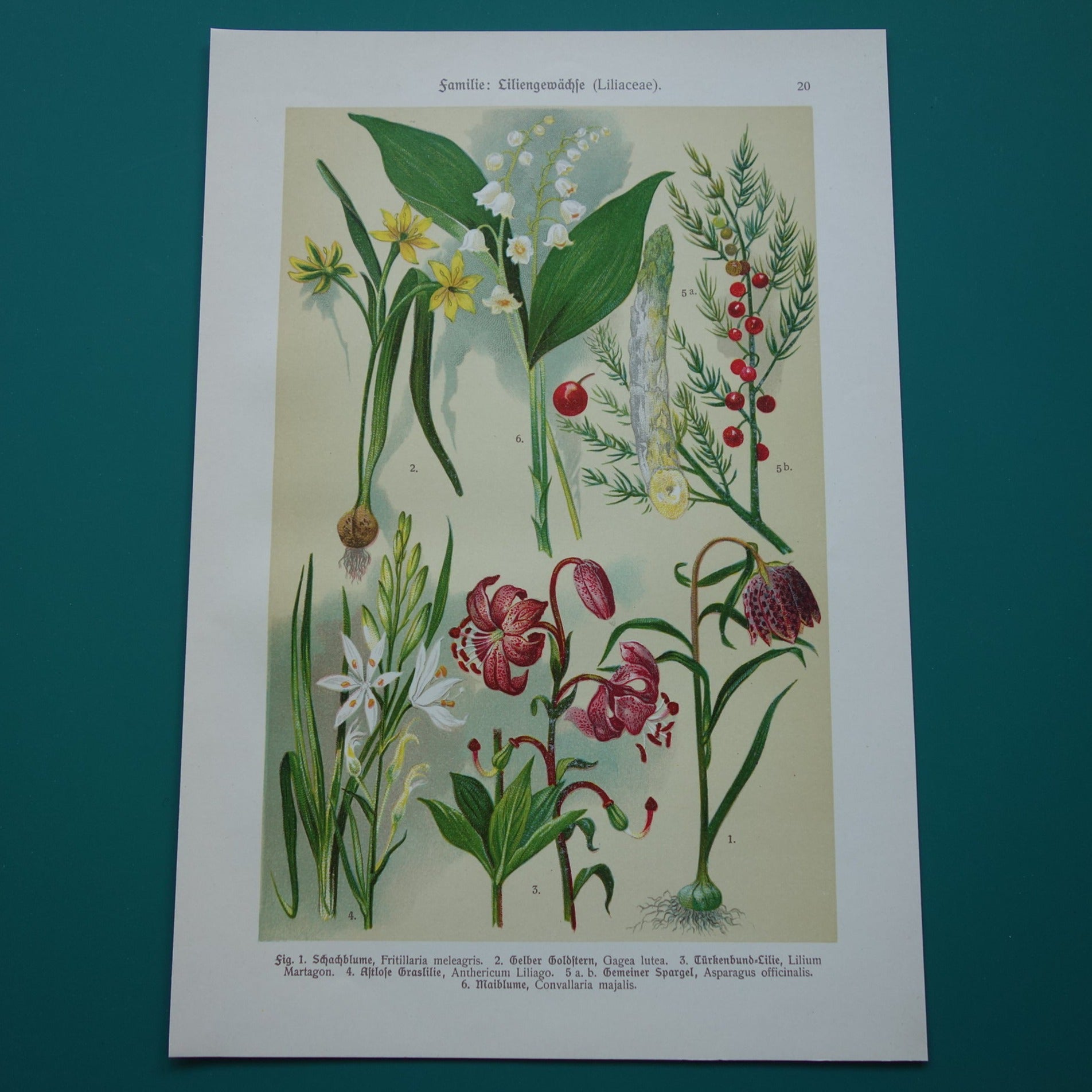 Oude botanische prent 1911 originele antieke illustratie Kievitsbloem Bosgeelster Turkse lelie Graslelie Asperge Lelietje-van-dalen botanie prenten