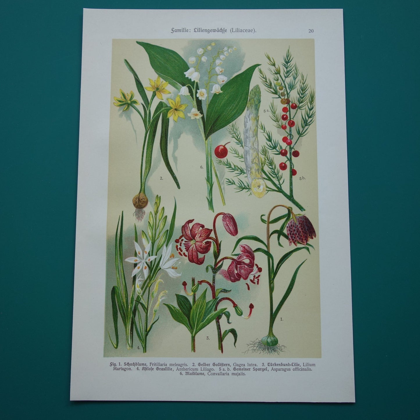 Old botanical print Lapwing flower Yellowstar Turkish lily Grass lily Asparagus Lily of the valley 1911 original antique illustration botany prints