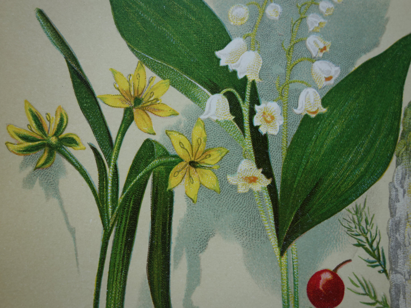 Old botanical print Lapwing flower Yellowstar Turkish lily Grass lily Asparagus Lily of the valley 1911 original antique illustration botany prints