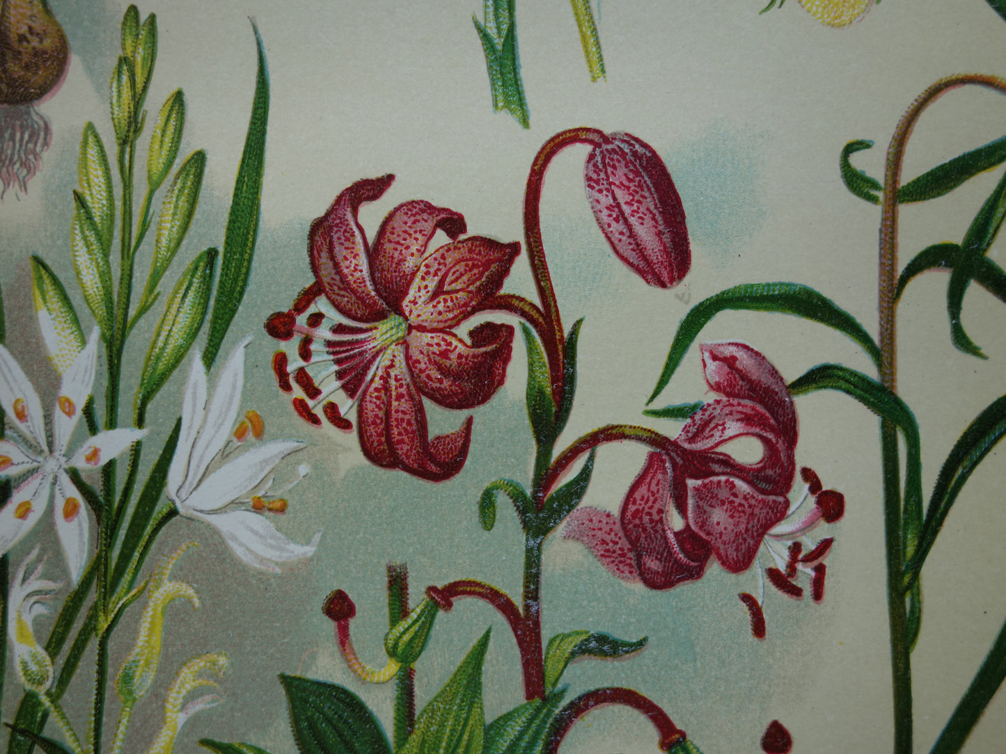 Old botanical print Lapwing flower Yellowstar Turkish lily Grass lily Asparagus Lily of the valley 1911 original antique illustration botany prints