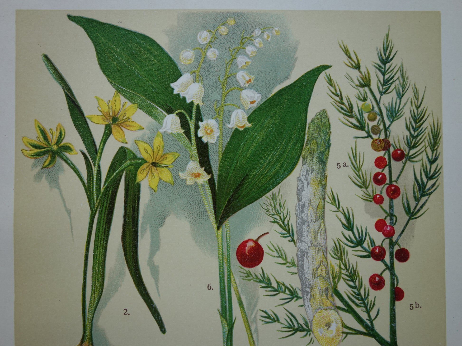 Bosgeelster Asperge botanische prent vintage