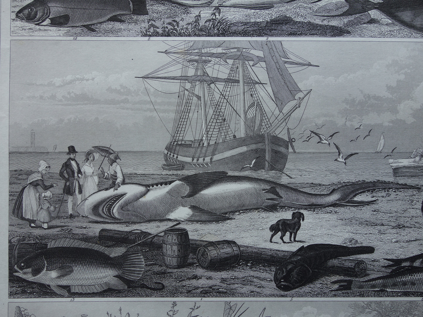 Oude Prent van Vissen Grote Witte Haai Originele 170+ jaar oude illustratie Vis Karper Klimbaars vintage print