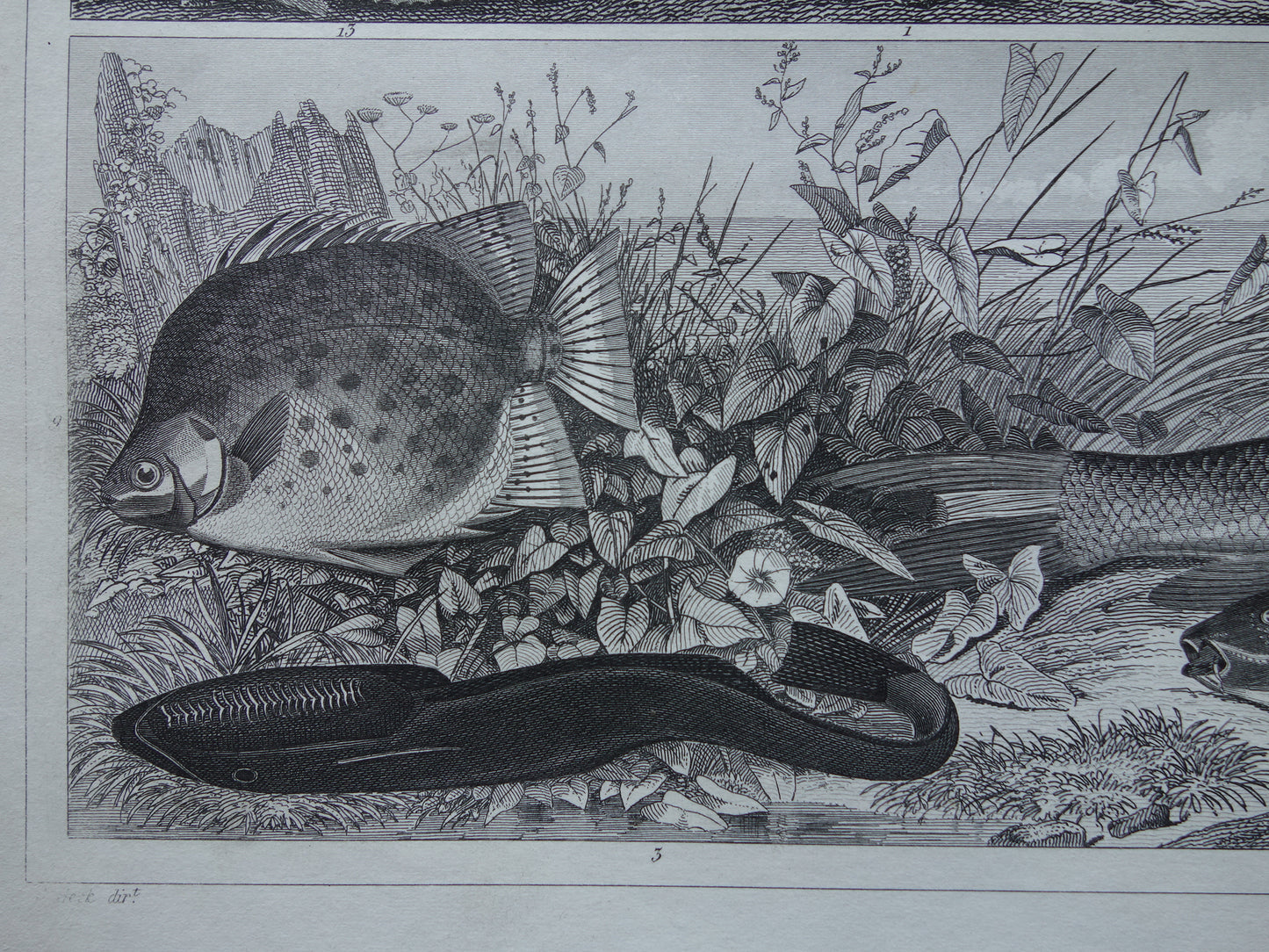Oude Prent van Vissen Grote Witte Haai Originele 170+ jaar oude illustratie Vis Karper Klimaars vintage print