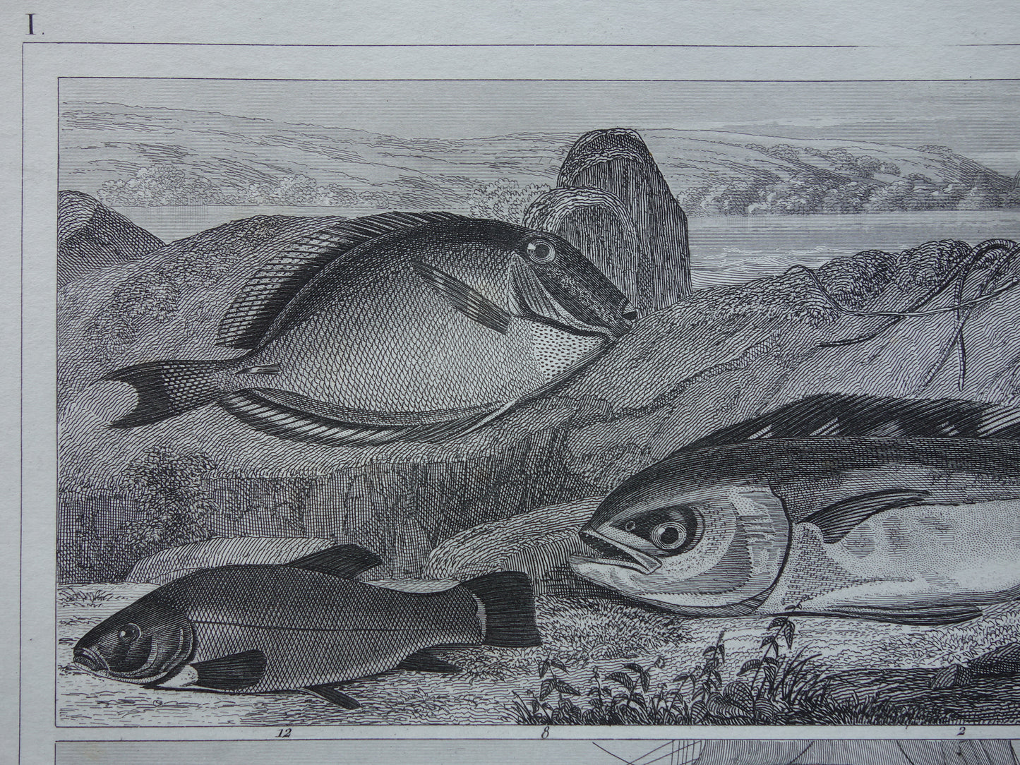Oude Prent van Vissen Grote Witte Haai Originele 170+ jaar oude illustratie Vis Karper Klimaars vintage print