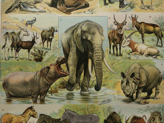 Vintage print van Olifant Neushoorn Nijlpaard originele antieke prent zoogdieren oude illustratie herten afbeelding prints