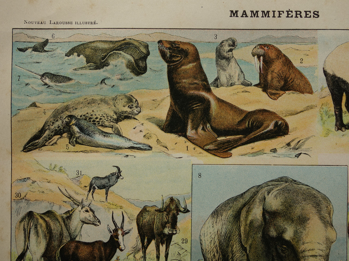 Vintage print van Olifant Neushoorn Nijlpaard originele antieke prent zoogdieren oude illustratie herten afbeelding prints