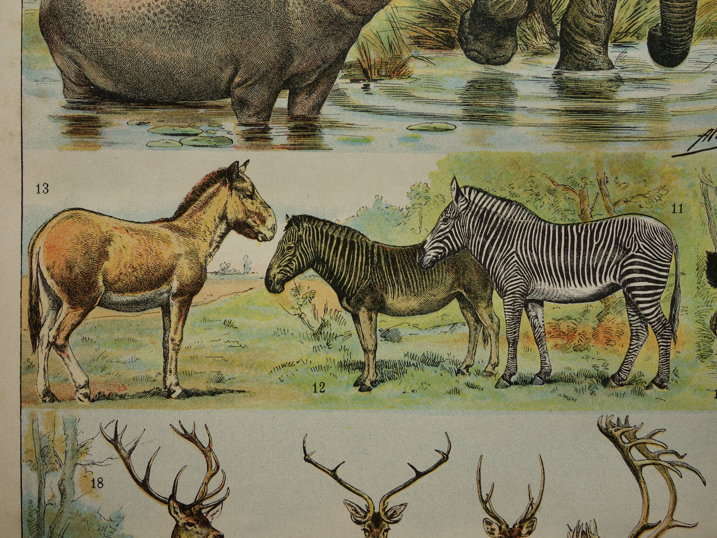 Vintage print van Olifant Neushoorn Nijlpaard originele antieke prent zoogdieren oude illustratie herten afbeelding prints