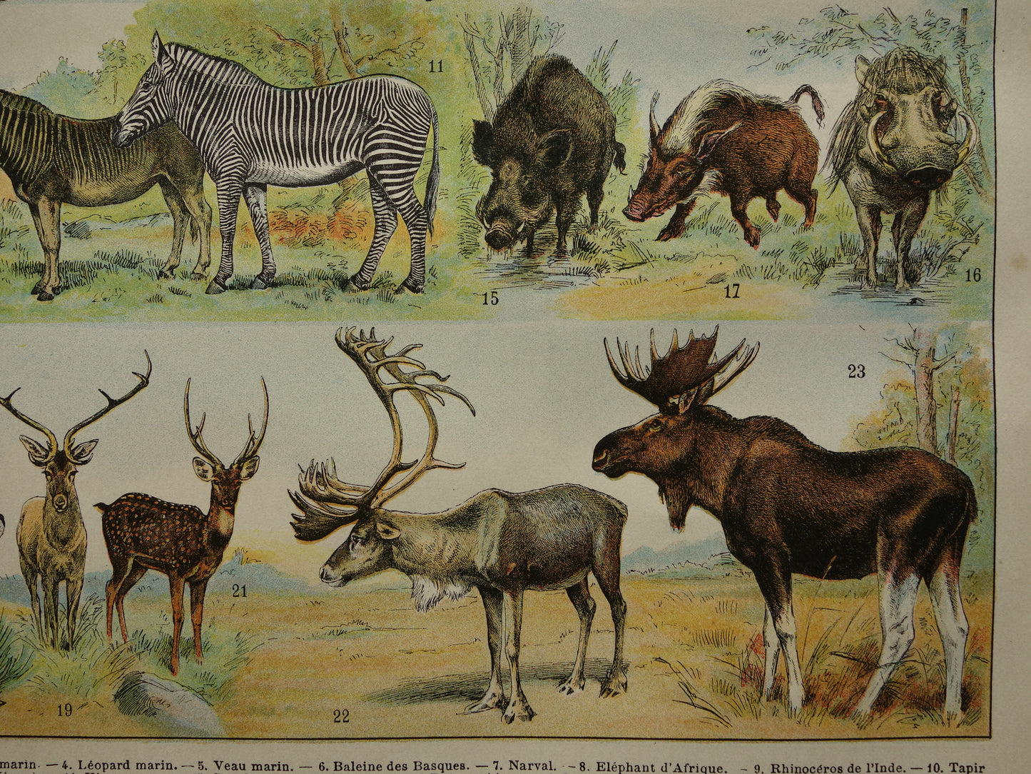 Vintage print van Olifant Neushoorn Nijlpaard originele antieke prent zoogdieren oude illustratie herten afbeelding prints