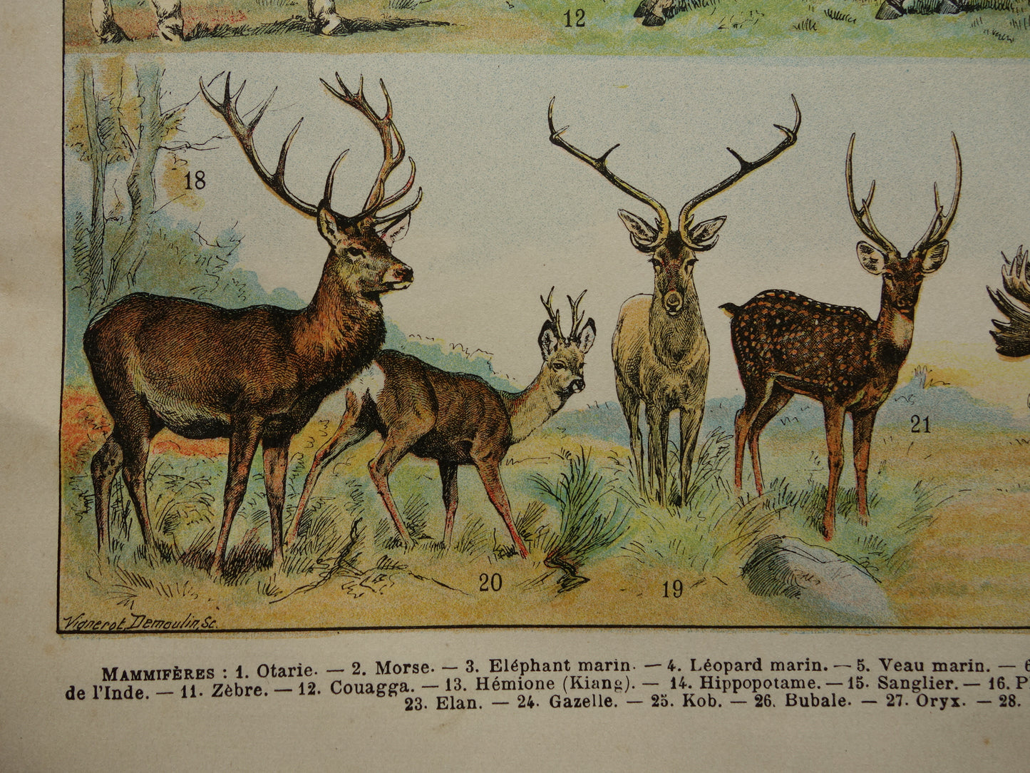 Vintage print van Olifant Neushoorn Nijlpaard originele antieke prent zoogdieren oude illustratie herten afbeelding prints