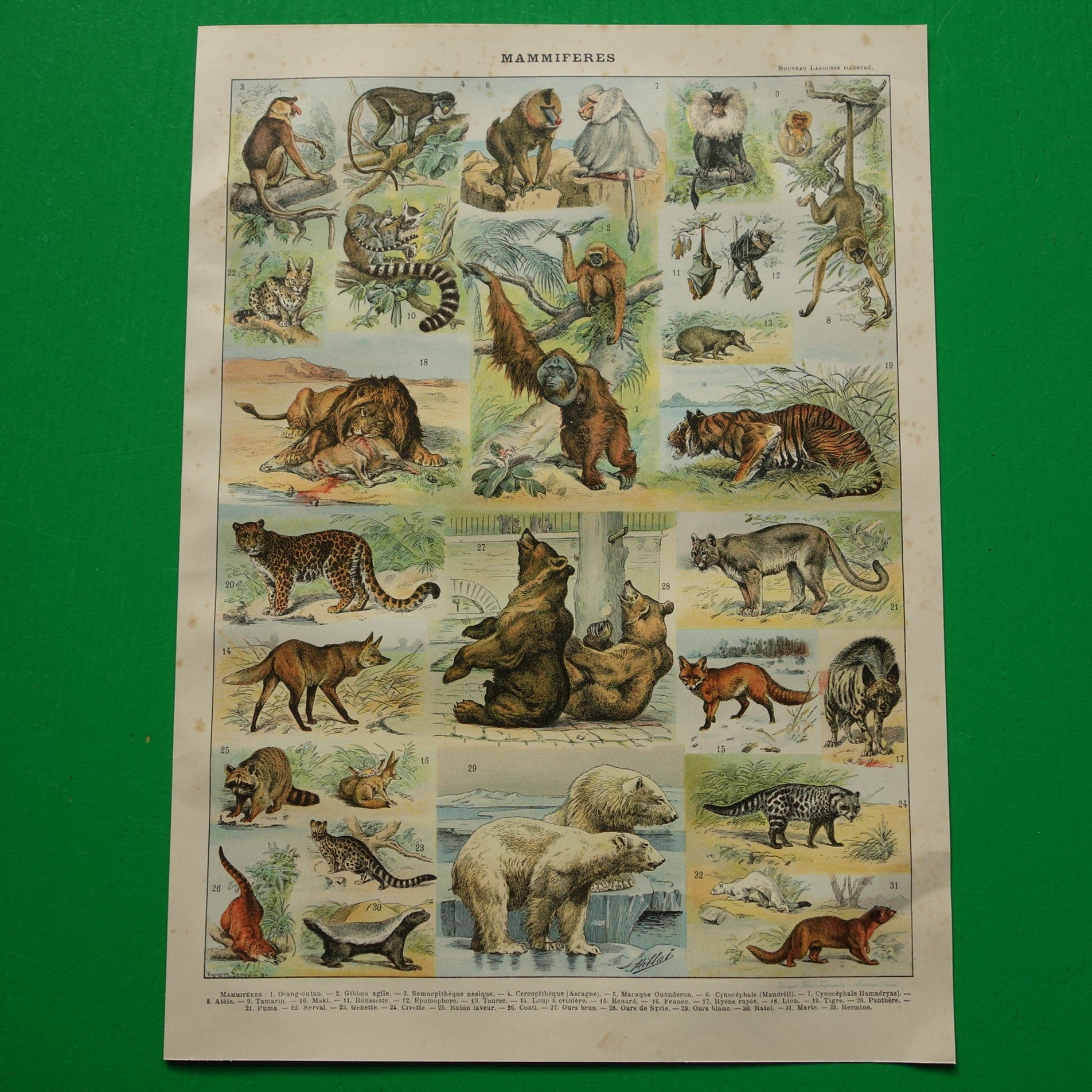 Vintage print van Olifant Neushoorn Nijlpaard originele antieke prent zoogdieren oude illustratie herten afbeelding prints