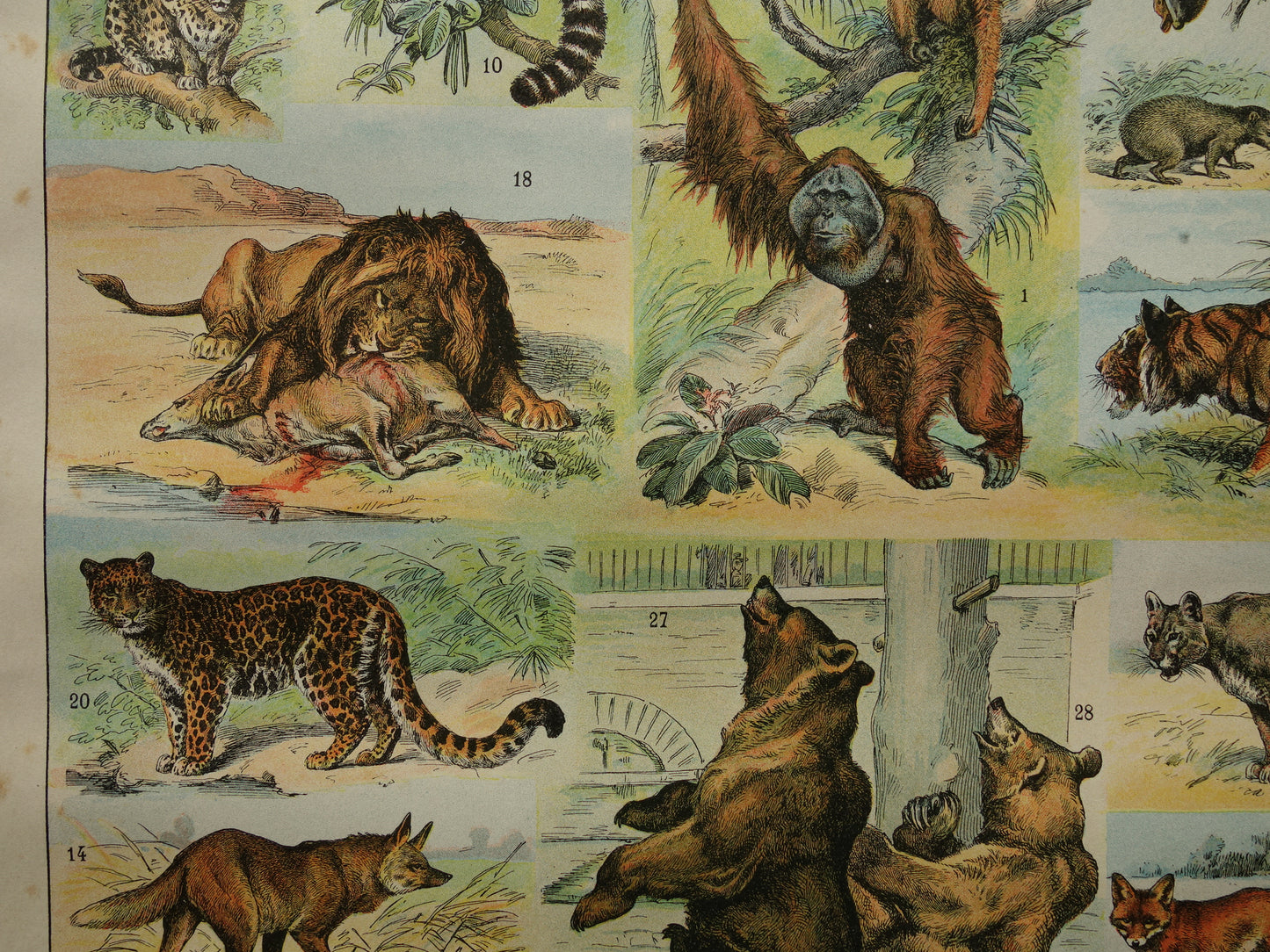 Vintage print van Olifant Neushoorn Nijlpaard originele antieke prent zoogdieren oude illustratie herten afbeelding prints