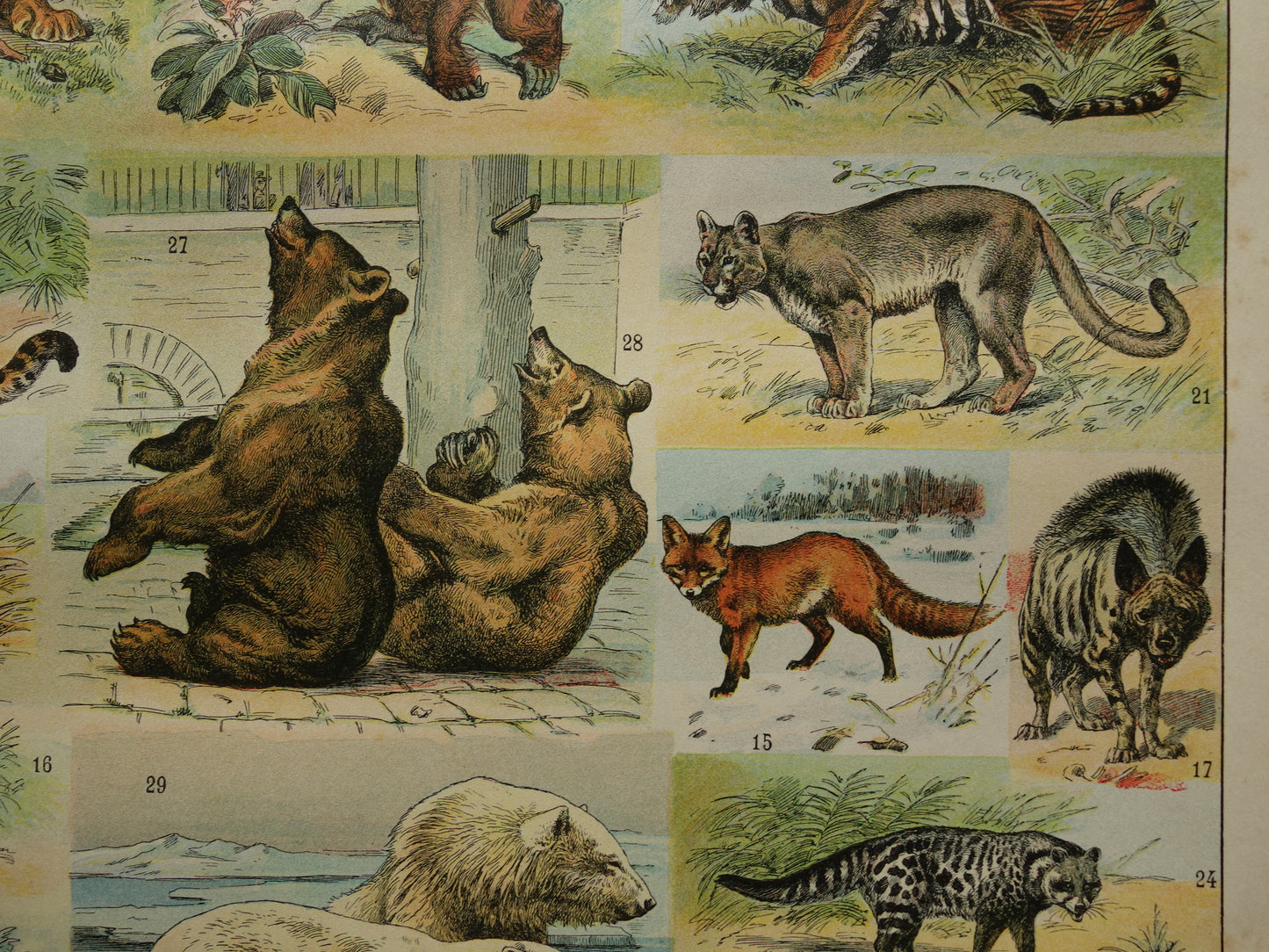 Vintage print van Olifant Neushoorn Nijlpaard originele antieke prent zoogdieren oude illustratie herten afbeelding prints