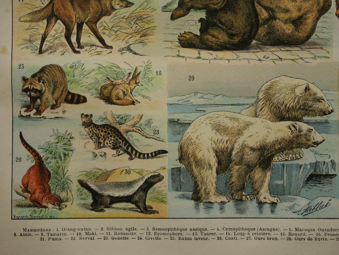 Vintage print van Olifant Neushoorn Nijlpaard originele antieke prent zoogdieren oude illustratie herten afbeelding prints