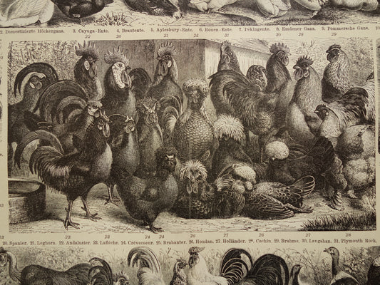 KIPPEN Oude prent van gevogelte uit het jaar 1905 originele antieke dieren illustratie kip haan eend hanen eenden gansen vogels