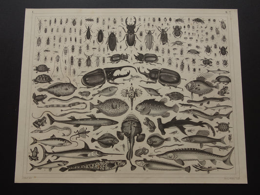 Antieke Prent van Vissen en Insecten Originele 170+ jaar oude illustratie Schildpadden Kevers Kikkers vintage print