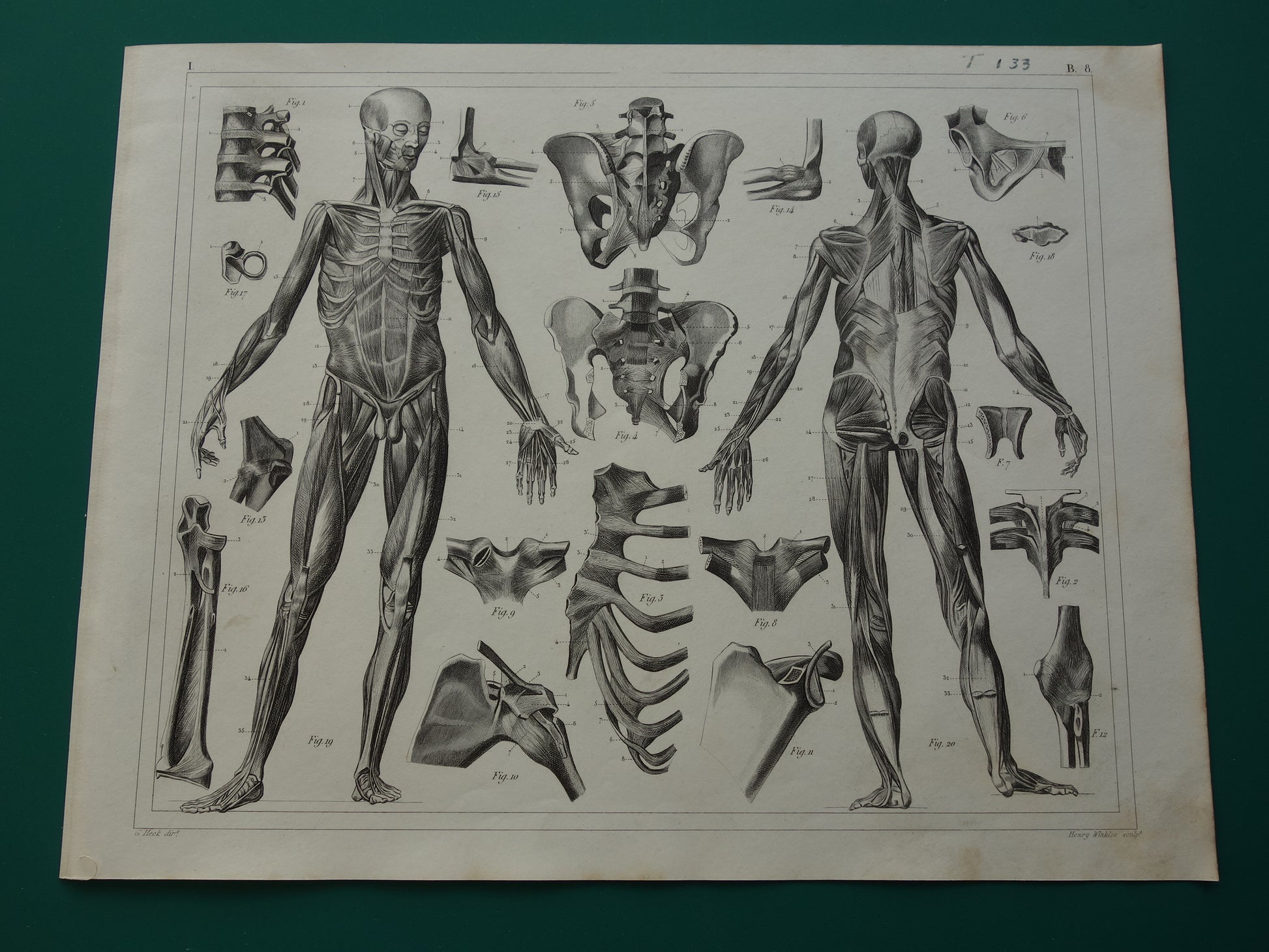 BANDEN en SPIEREN Oude Anatomie Prent Originele antieke anatomische illustratie vintage print van ligamenten gewrichtsbanden