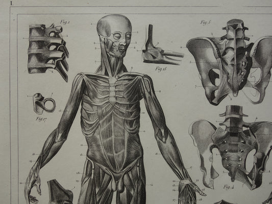 BANDEN en SPIEREN Oude Anatomie Prent Originele antieke anatomische illustratie vintage print van ligamenten gewrichtsbanden