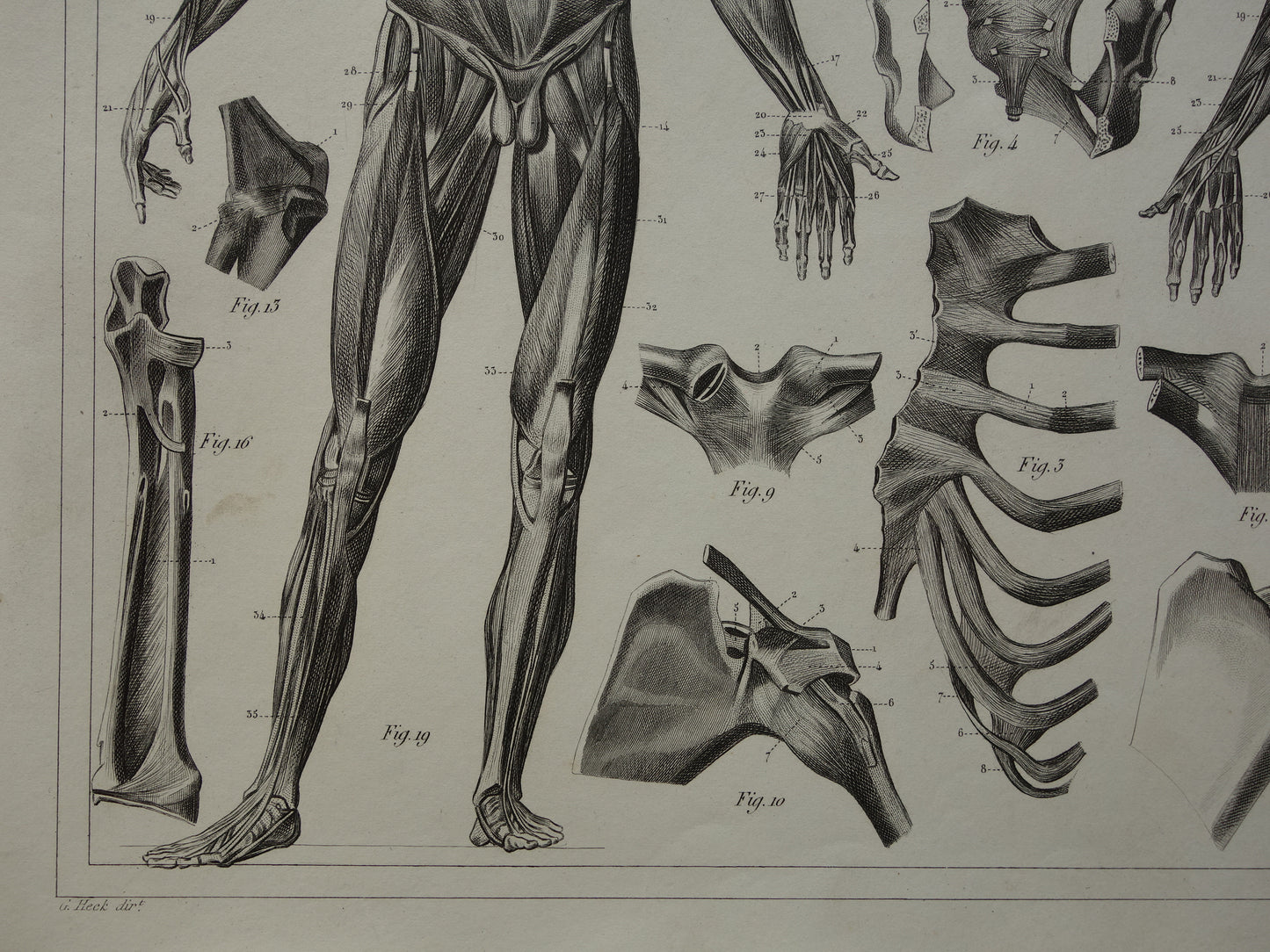 BANDEN en SPIEREN Oude Anatomie Prent Originele antieke anatomische illustratie vintage print van ligamenten gewrichtsbanden