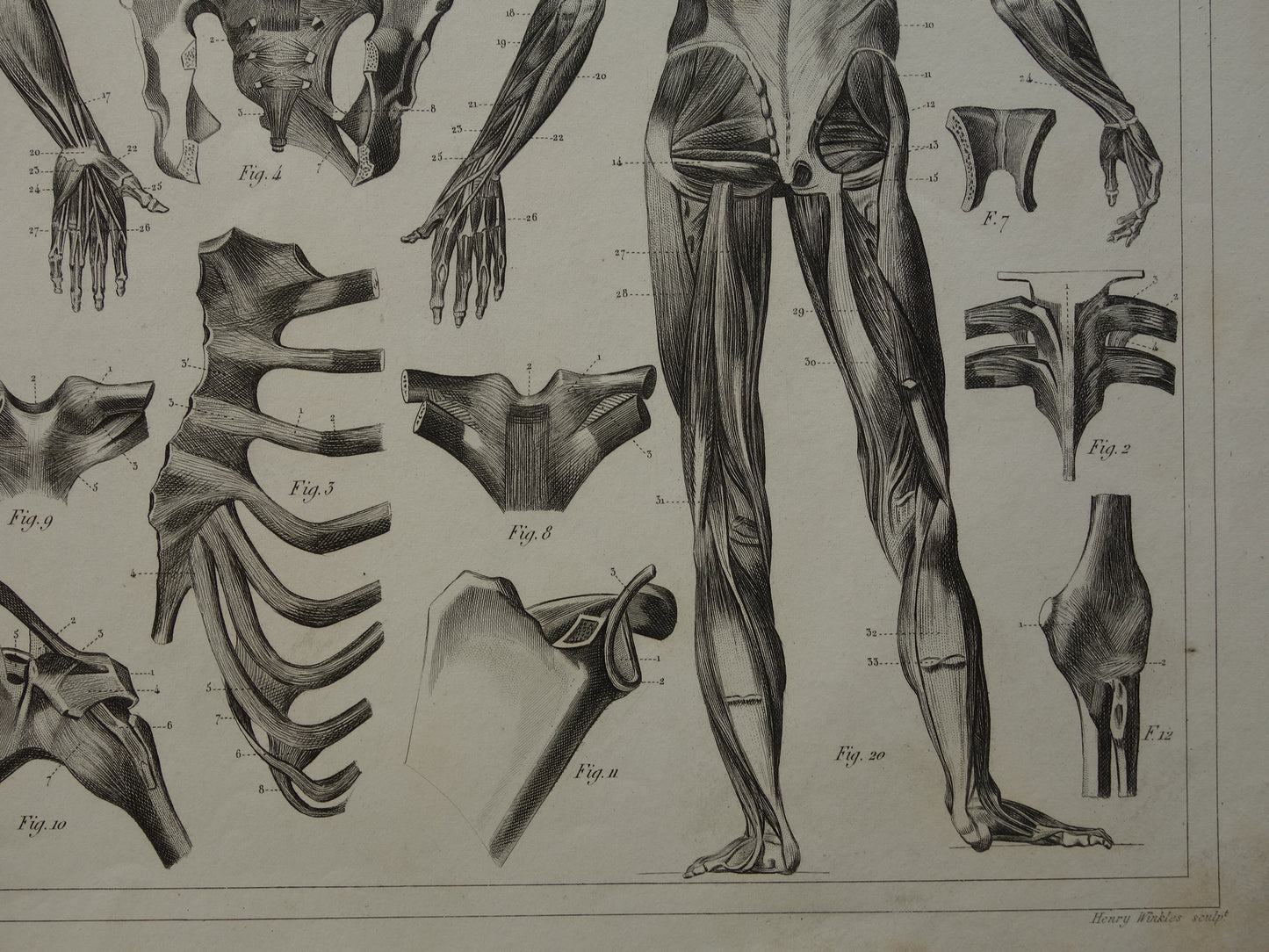 antieke anatomie prenten prints 