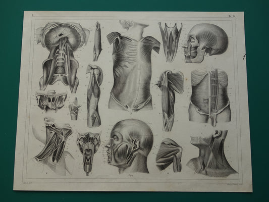Spieren van hoofd en nek oude anatomie prent Originele antieke anatomische illustratie schouderspieren hals