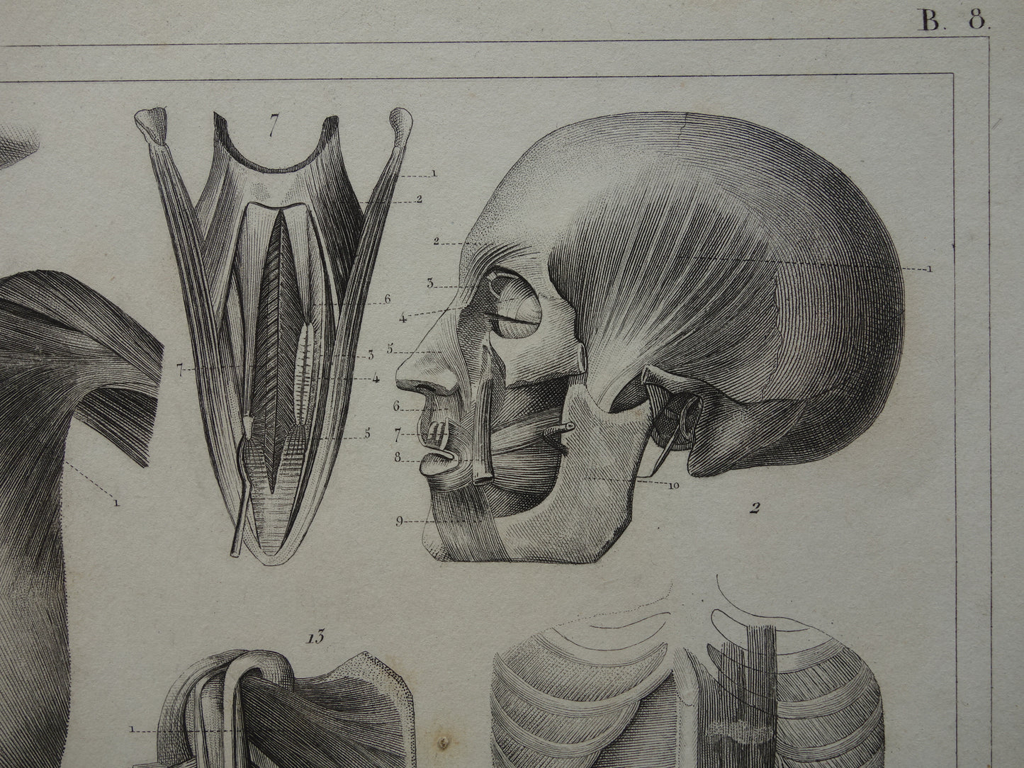 Spieren van hoofd en nek oude anatomie prent Originele antieke anatomische illustratie schouderspieren hals