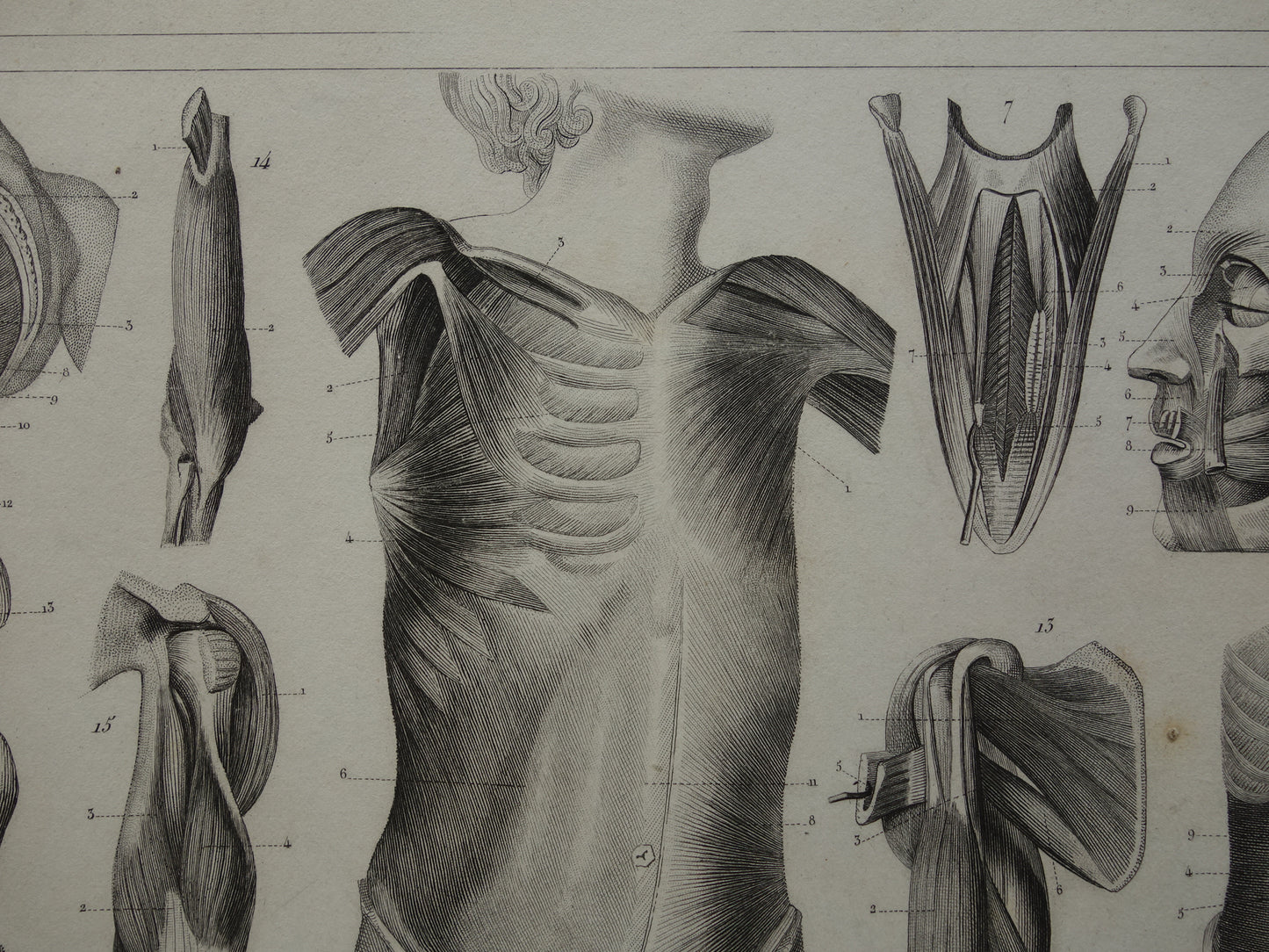 Spieren van hoofd en nek oude anatomie prent Originele antieke anatomische illustratie schouderspieren hals