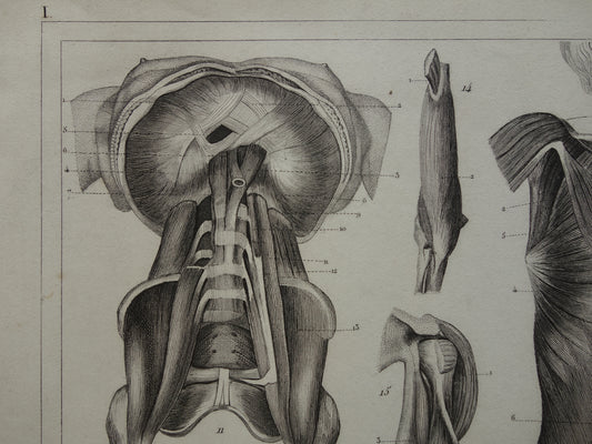 Muskeln des Kopfes und des Halses alter Anatomiedruck Original antike anatomische Illustration Schultermuskeln Hals