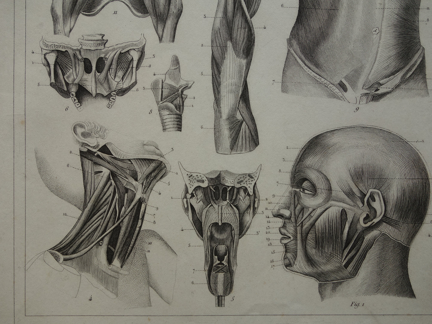 Spieren van hoofd en nek oude anatomie prent Originele antieke anatomische illustratie schouderspieren hals