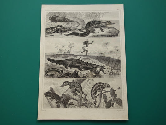 Vintage Prent van Krokodil Originele 170+ jaar oude illustratie Krokodillen Kaaiman antieke prints