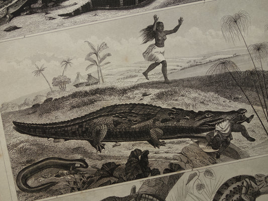 Krokodil antieke prenten 