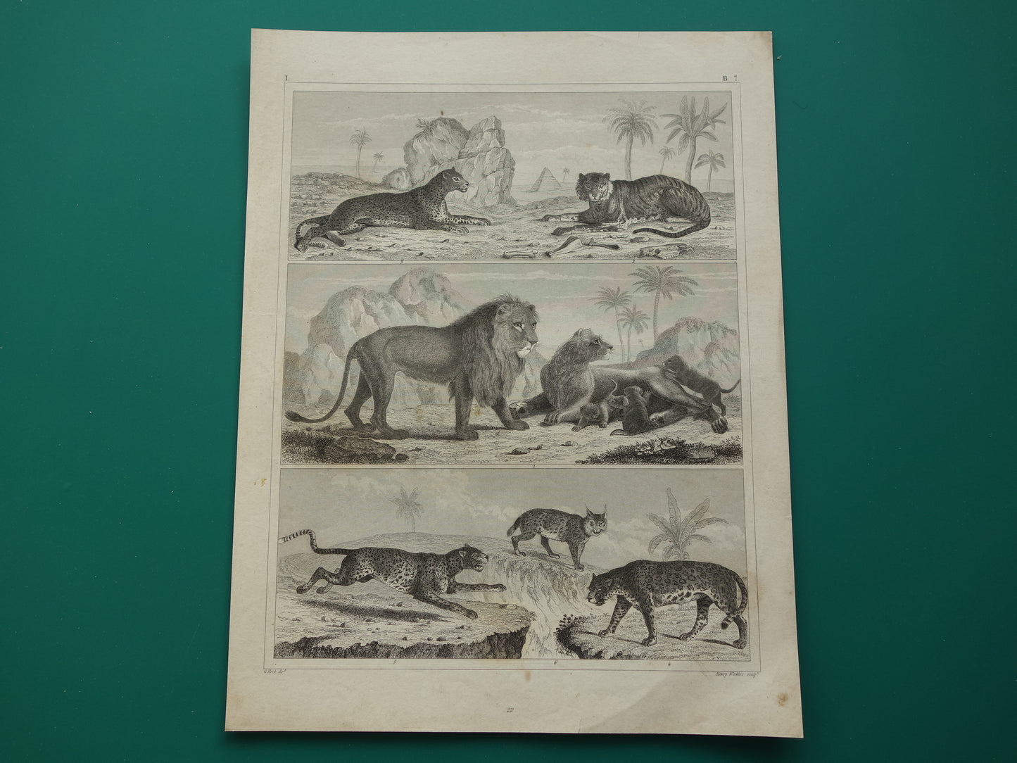 Antieke Prent van Leeuwen Katachtigen Originele 170+ jaar oude illustratie Leeuw Tijger Jaguar Luipaard Panter vintage print