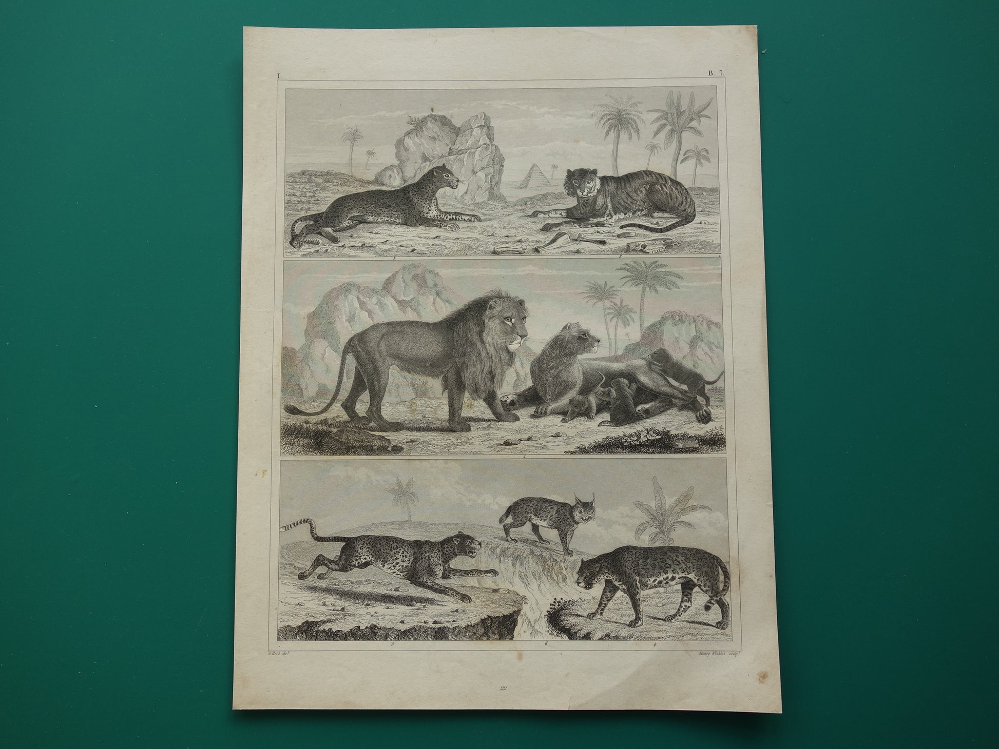 Antieke Prent van Leeuwen Katachtigen Originele 170+ jaar oude illustratie Leeuw Tijger Jaguar Luipaard Panter vintage print