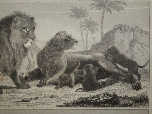 Antieke Prent van Leeuwen Katachtigen Originele 170+ jaar oude illustratie Leeuw Tijger Jaguar Luipaard Panter vintage print