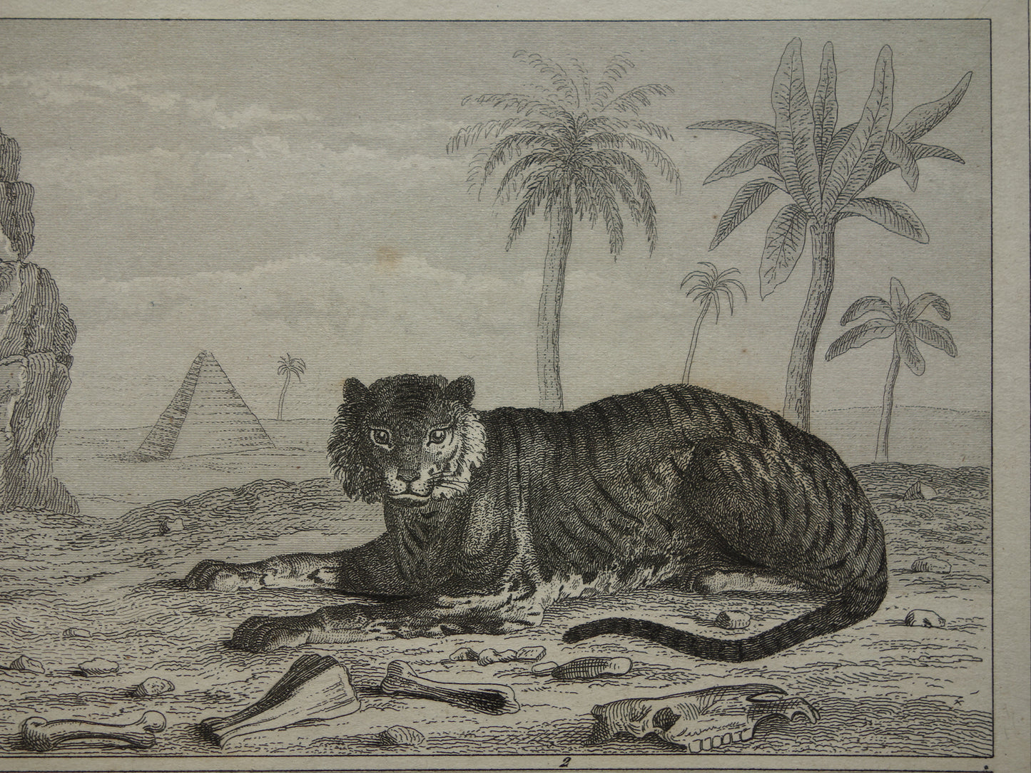 Antieke Prent van Leeuwen Katachtigen Originele 170+ jaar oude illustratie Leeuw Tijger Jaguar Luipaard Panter vintage print