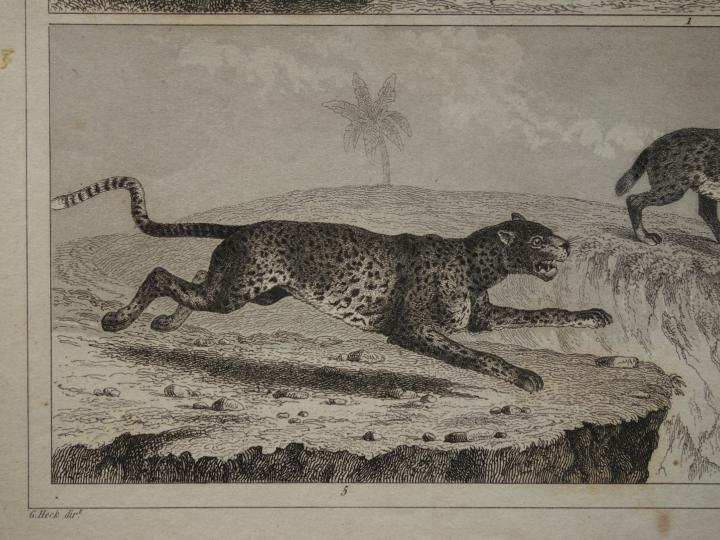 Antieke Prent van Leeuwen Katachtigen Originele 170+ jaar oude illustratie Leeuw Tijger Jaguar Luipaard Panter vintage print