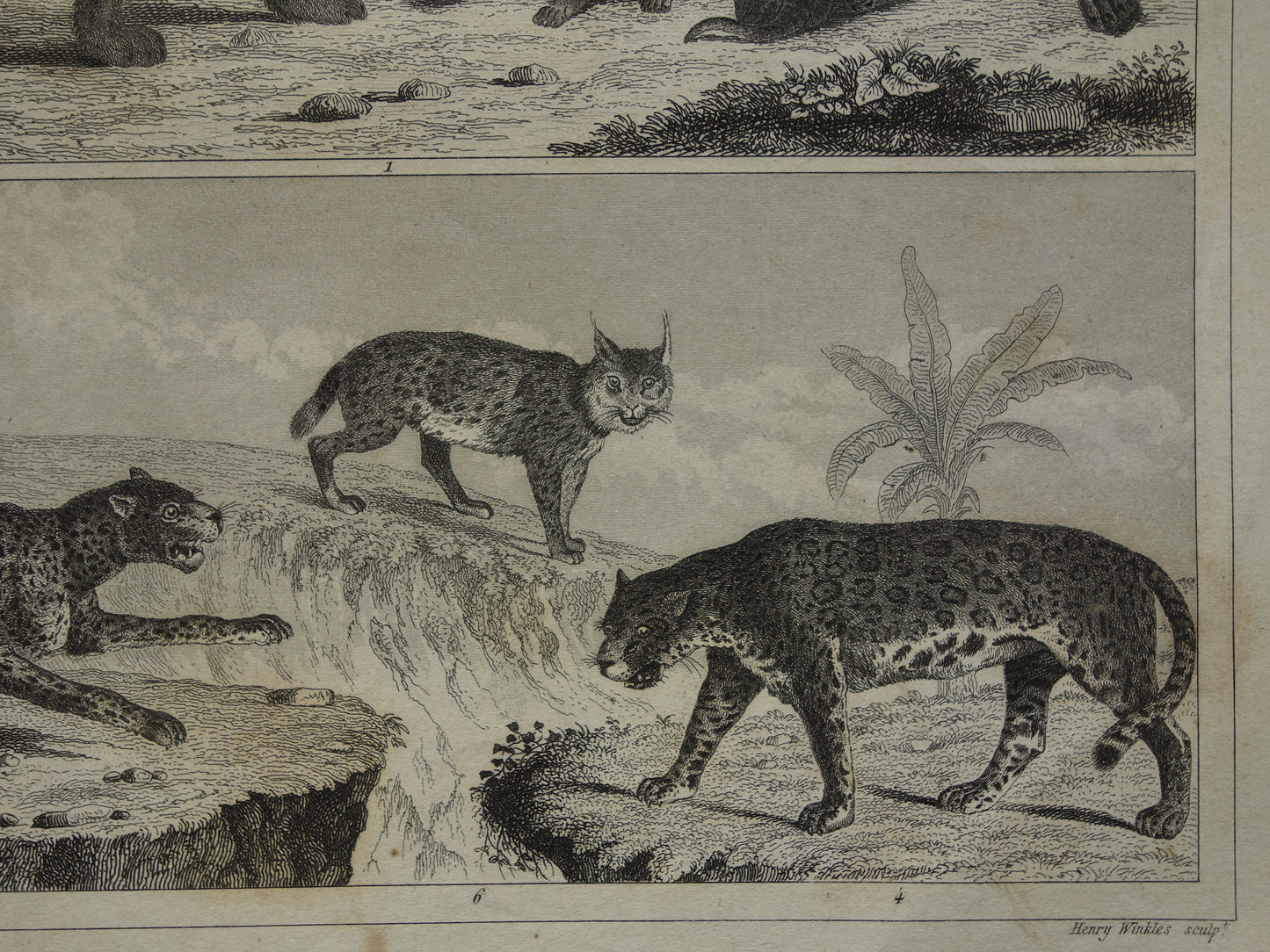 Antieke Prent van Leeuwen Katachtigen Originele 170+ jaar oude illustratie Leeuw Tijger Jaguar Luipaard Panter vintage print