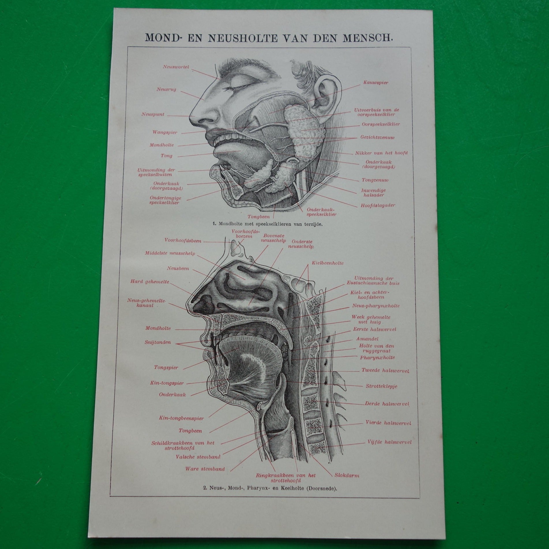 Oude anatomie prent van mond en neus uit het jaar 1910 originele antieke anatomische illustratie mondholte neusholte