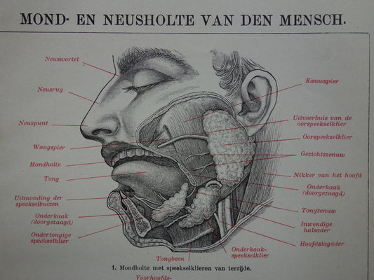 Oude anatomie prent van mond en neus uit het jaar 1910 originele antieke anatomische illustratie mondholte neusholte
